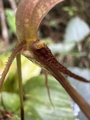 Pleurothallis killipii