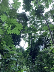 Cecropia schreberiana