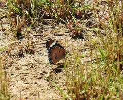 Danaus petilia