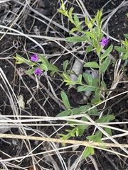 Polygala transvaalensis
