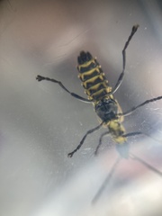 Chauliognathus flavipennis