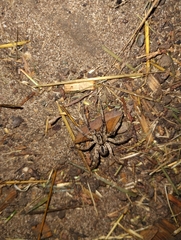 Lycosinae