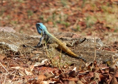 Acanthocercus atricollis