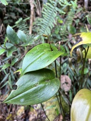Pleurothallis killipii
