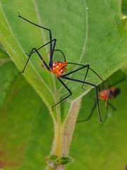 Zelus longipes