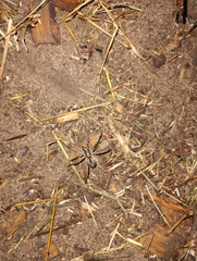 Lycosinae