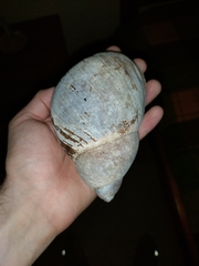 Megalobulimus popelairianus