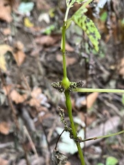 Neolasioptera boehmeriae