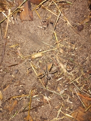 Lycosinae