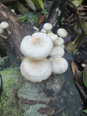 Favolaschia manipularis
