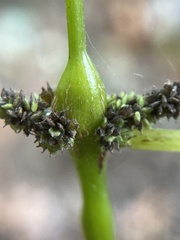 Neolasioptera boehmeriae