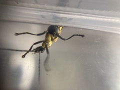 Chauliognathus flavipennis