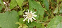 Passiflora cisnana