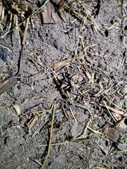 Lycosinae