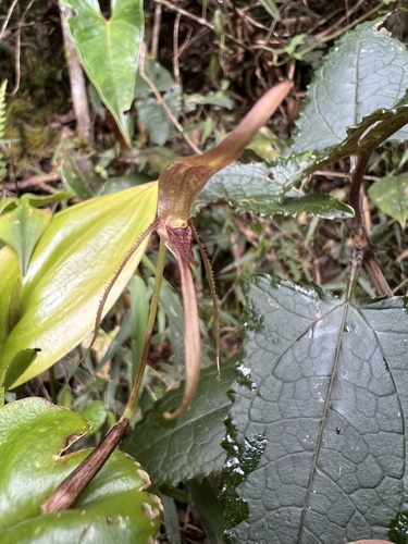 Killipii Orchid