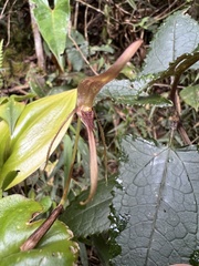 Pleurothallis killipii