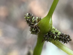 Neolasioptera boehmeriae