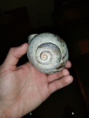 Megalobulimus popelairianus