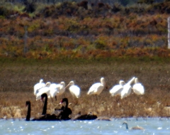 Platalea flavipes