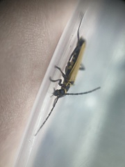 Chauliognathus flavipennis