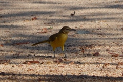 Chlorocichla flaviventris