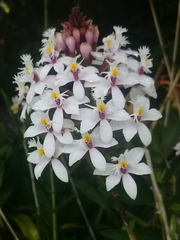 Epidendrum calanthum