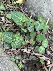 Lepidagathis inaequalis