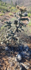 Cylindropuntia