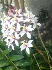 Epidendrum calanthum