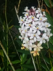 Epidendrum calanthum