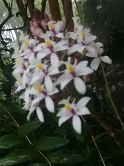 Epidendrum calanthum
