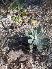 Chrysopsis scabrella