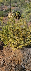 Euphorbia misera