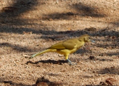 Chlorocichla flaviventris