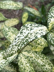 Dracaena surculosa