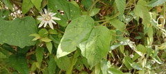 Passiflora cisnana