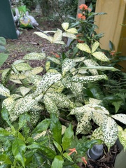 Dracaena surculosa