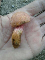 Xerocomellus armeniacus