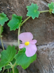 Begonia uniflora