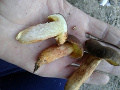 Xerocomellus pruinatus