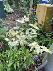 Dracaena surculosa