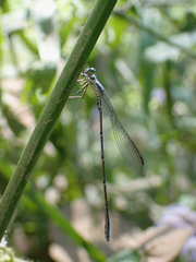 Rhadinosticta simplex