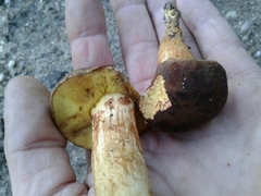 Xerocomellus pruinatus