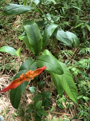 Heliconia psittacorum