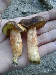 Xerocomellus pruinatus