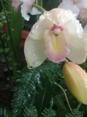 Rodriguezia granadensis