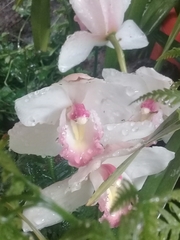 Rodriguezia granadensis