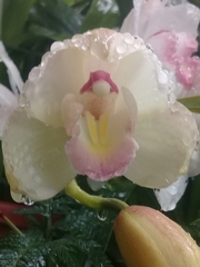 Rodriguezia granadensis