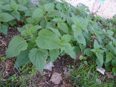 Urtica