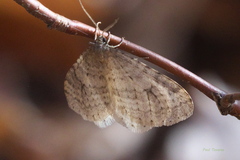 Operophtera bruceata